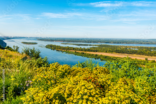 Samara city (Russia) on the banks of the Volga River. High buildings, blue water, forest, tree, bush. Quiet summer morning with light sky. In the foreground are thickets of helenium flowers.