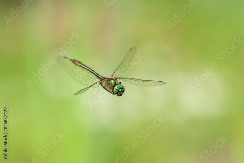 A Downy Emerald dragonfly flying over water