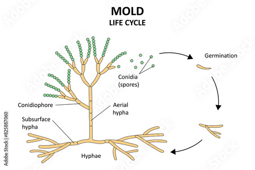 Mold life cycle. The structure of mold. Diagram.