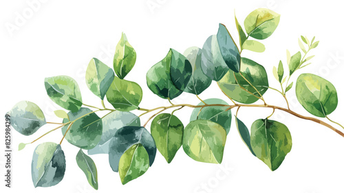 Watercolor branch leaves eucalyptus tropical floral illustration
