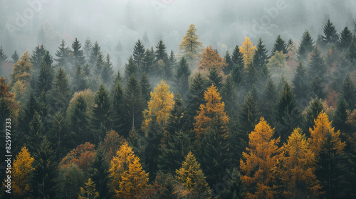 Foggy autumn forest with colorful trees in misty weather
