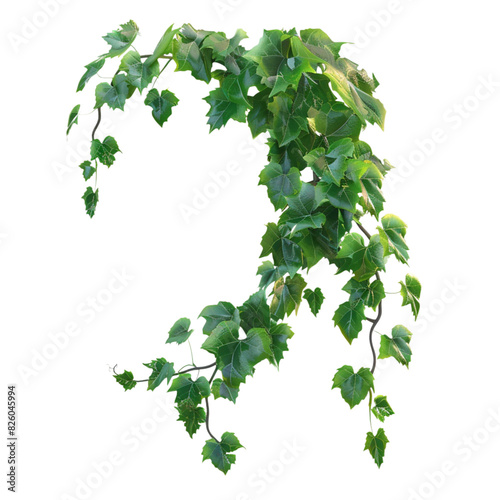 Hanging bush forest vine or ivy liana isolated transparent background