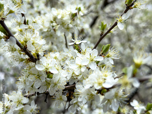 Delicious flowers of fruit trees blooming in spring