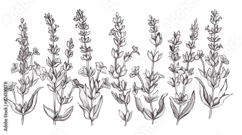 Lavenders outlined lavanda flowers. French Provence 