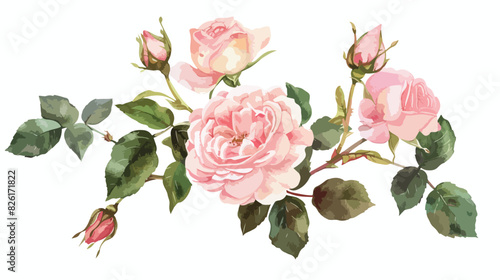 Pink flower english rose with buds watercolor floral