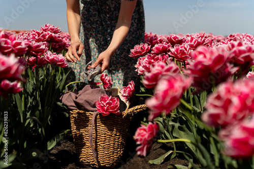 Female collects a bouquet of pink tulips in a field. tulip harvest