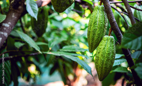 Close-up of green raw Cacao pods grow on trees. The cacao fruits, Raw cocoa cacao tree plant fruit plantation