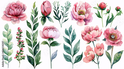 Watercolor illustration of pink peonies and buds, ideal for celebration and garden-themed designs, isolated on white background