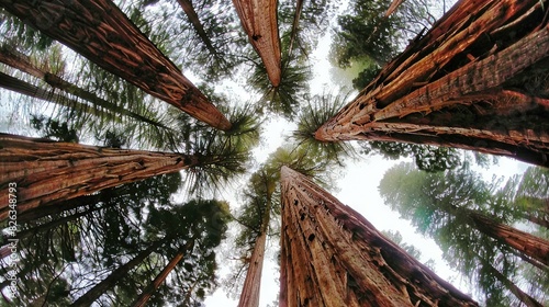  Tall trees stand together on a lush green forest, surrounded by more tall trees