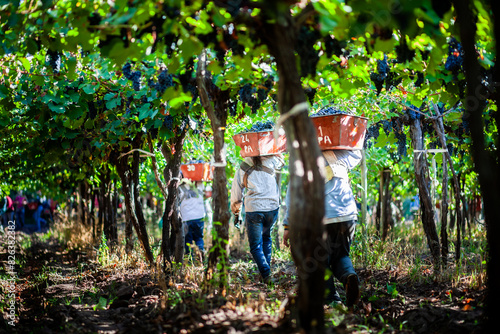 Colhedores de uva em Mendoza- Argentina