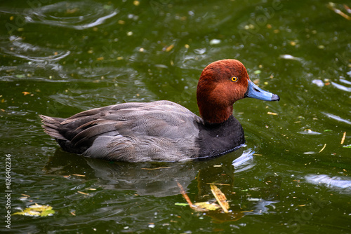 Drake Redhead (Aythya americana), Diving Duck