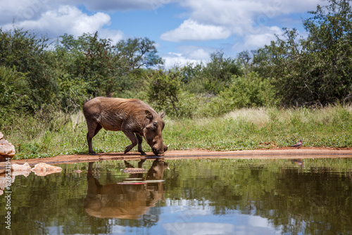 Common warthog drinking into waterhole with reflection in Kruger National park, South Africa ; Specie Phacochoerus africanus family of Suidae