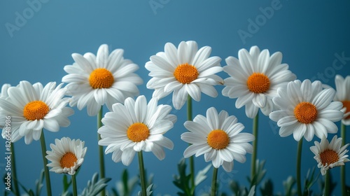 Daisies in a row against a blue background.