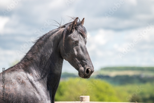 Magnifique cheval noir de race frison dans un élevage