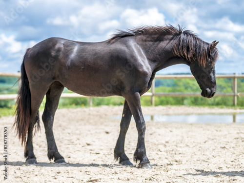 Magnifique cheval de race frison dans un élevage 