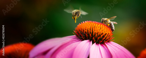 garden flowers and bees macro photography