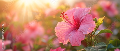 a vibrant pink hibiscus flower in full bloom in soft focus background. Let’s delve into the details: The main subject is a large, pink hibiscus flower with five prominent, veined petals