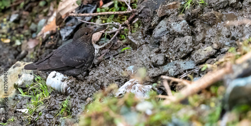 The long-billed thrush, also known as Zoothera monticola, is a species of bird found in parts of Asia, particularly in the Himalayas.