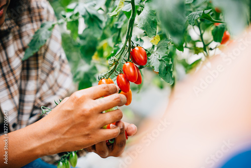 In a sunny greenhouse farmer's hands carefully grasp cherry tomatoes. Quality harvest illustrates diligent growth care. Nature's vibrant outdoors display bountiful freshness.