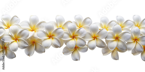 Hawaii Long Seamless Garland of Pastel Frangipani Flowers, isolated on white transparent background, png element. Plumeria seamless long border