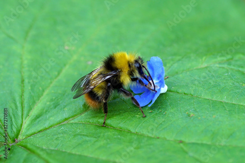 Close up Early bumblebee (Bombus pratorum), family Apidae and a blue, fallen flower of of green alkanet (Pentaglottis sempervirens). Spring, May, Netherlands