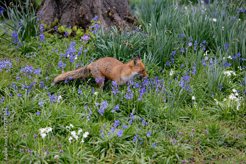 Red fox in a green grassy meadow with flowers