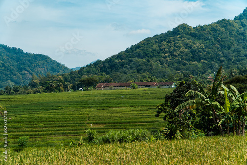 A large rice field area with a backdrop of hills on a sunny day. green rice field area in a beautiful and calm village with a blue sky in the background, so beautiful and peaceful