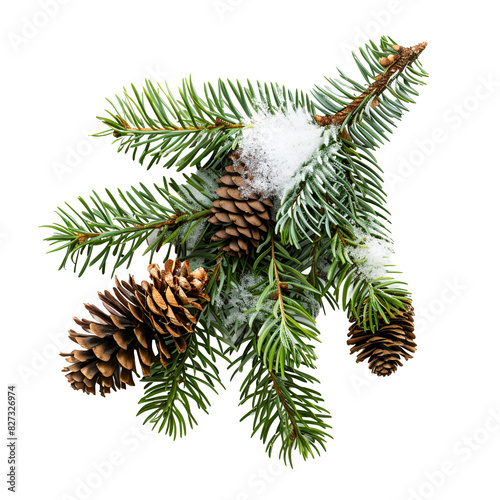 fir tree branch with cones