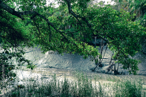 The Sundarbans and its diverse range of terrestrial plants