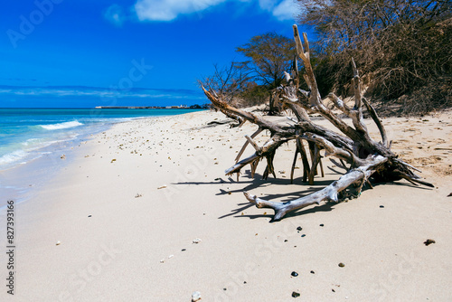 sand beach with tree, Praia do Estoril, boa vista, cape verde