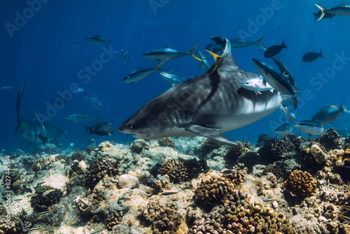 Tiger shark close up in blue sea. Shark with fishes in tropics.