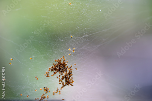 Lots of spider babies in the web