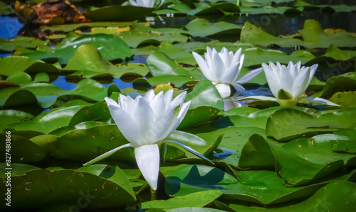 Beautiful white water lily (Nymphaea alba) flowers on the water surface in the lake