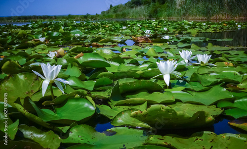 Beautiful white water lily (Nymphaea alba) flowers on the water surface in the lake