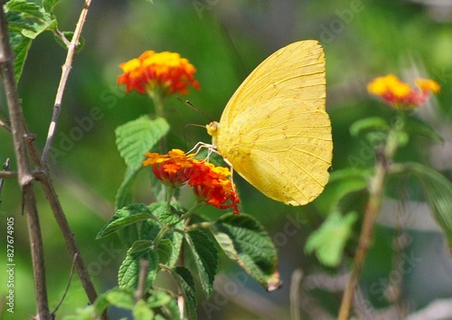 Una bellisima mariposa amarilla disfrutando del nectar de las flores.