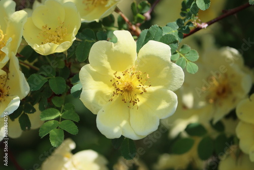 Sweden. Rosa 'Harison's Yellow', also known as R. × harisonii, the Oregon Trail Rose or the Yellow Rose of Texas, is a rose cultivar, which originated as a chance hybrid in the early 19th century. 