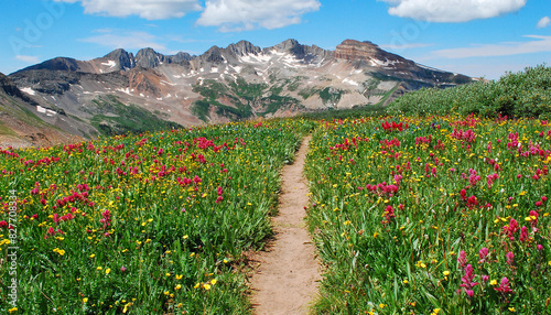 Rocky Mountain Wildflowers, Durango, Colorado