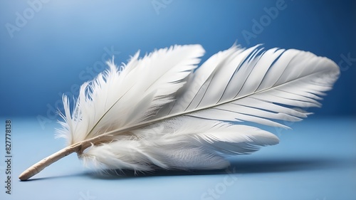 Close up white feather on blue background