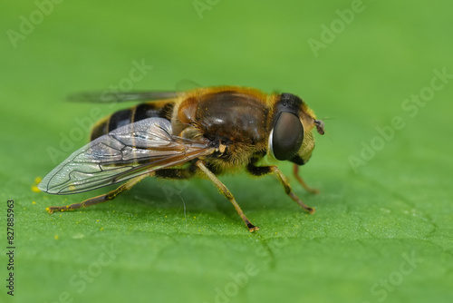 Closeup on the Stripe-faced Dronefly, Eristalis nemorum resting on a green leaf