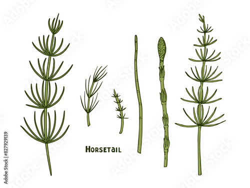 Horsetail, forest and medicinal herbs, handmade ink. Image of the medicinal herb Equisetum arvense. Set of vector botanical illustrations of the horsetail plant in color for medicine in outline