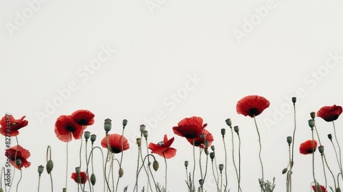 Red poppies blossoming alone against a white backdrop