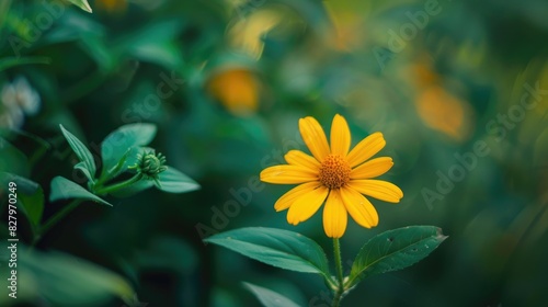 Yellow Rudbeckia flower and green foliage in a blooming garden