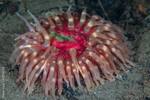 A beautiful Dahlia sea anemone from Norway