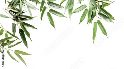 Bamboo leaves on a white background with isolation