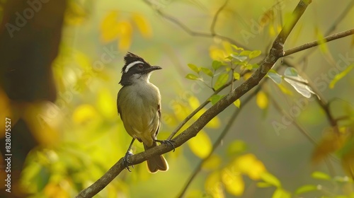 White eared bulbul spotted in Kolshet Khadi Thane