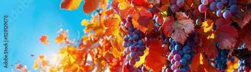 Vibrant autumn vineyard with colorful foliage, ripe grapes ready for harvest, and a clear blue sky overhead