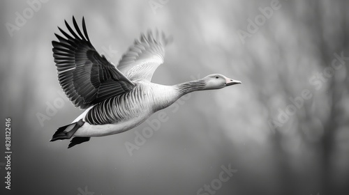 The Greylag Goose An Overview