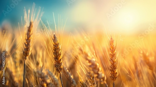 Field of mature wheat on a sunny summer day during the late afternoon