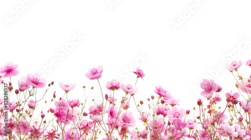 Pink cosmos flowers on a white background, photographic style, concept of spring or a floral background. Generative AI