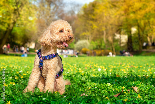 A toy poodle dog of yellow color sits in the green grass against the background of the park. The dog has a leash and collar from Waudog. Lviv, April 7, 2024. The photo is blurred.